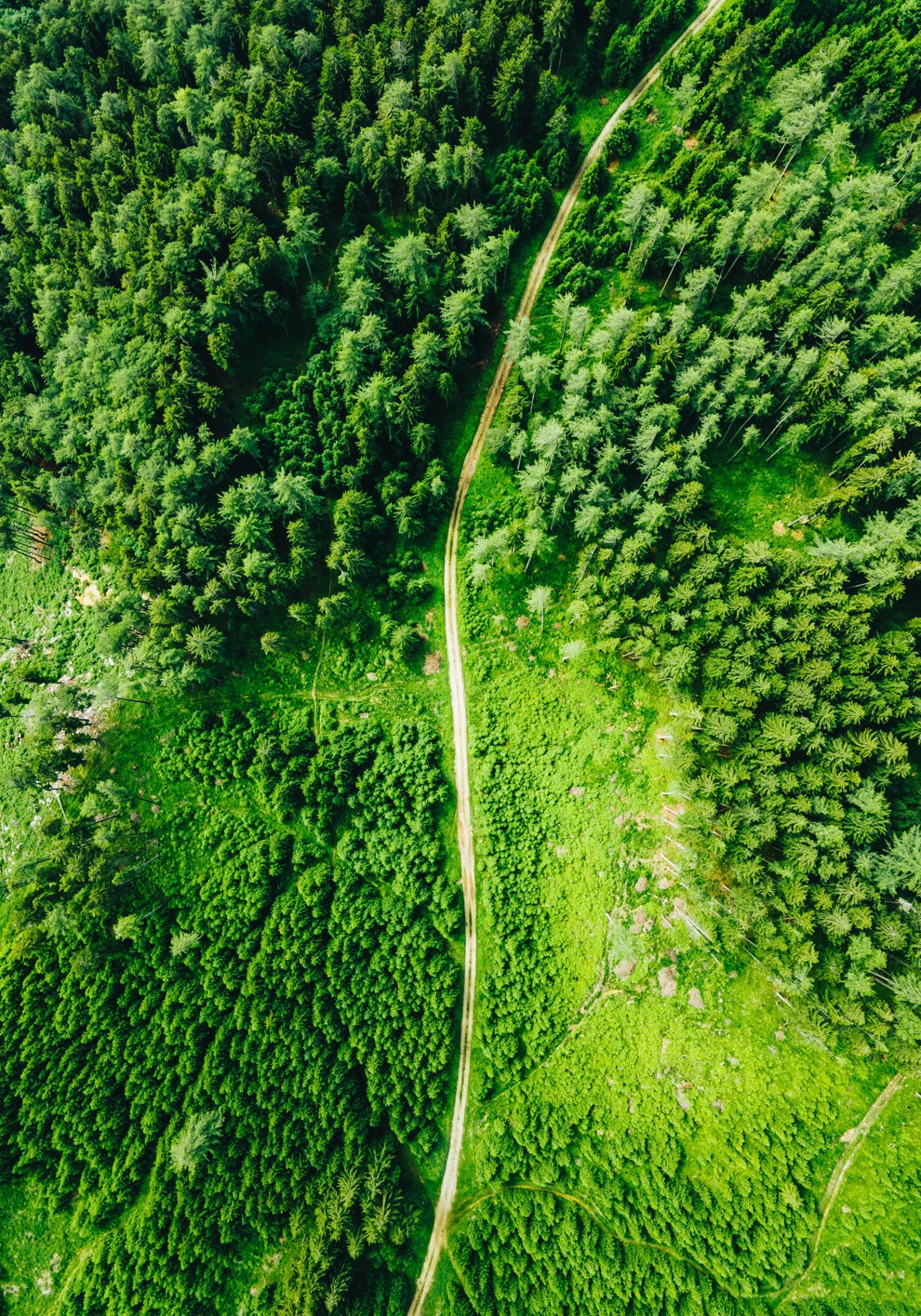 The value of global forest restoration